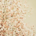 blush