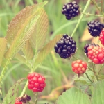 gabriellekai_blackberries