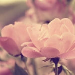 pink-rose-square