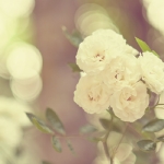 rose-and-bokeh