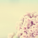 softly-ever-after