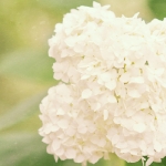 white-hydrangea